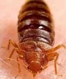 Magnified Bed Bug Picture