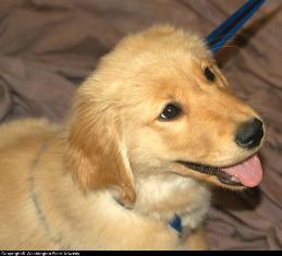 Puppy Behavior Behavior of dogs and puppies depends on developmental stages