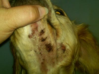 Current Picture of Dog With Sores Under Chin