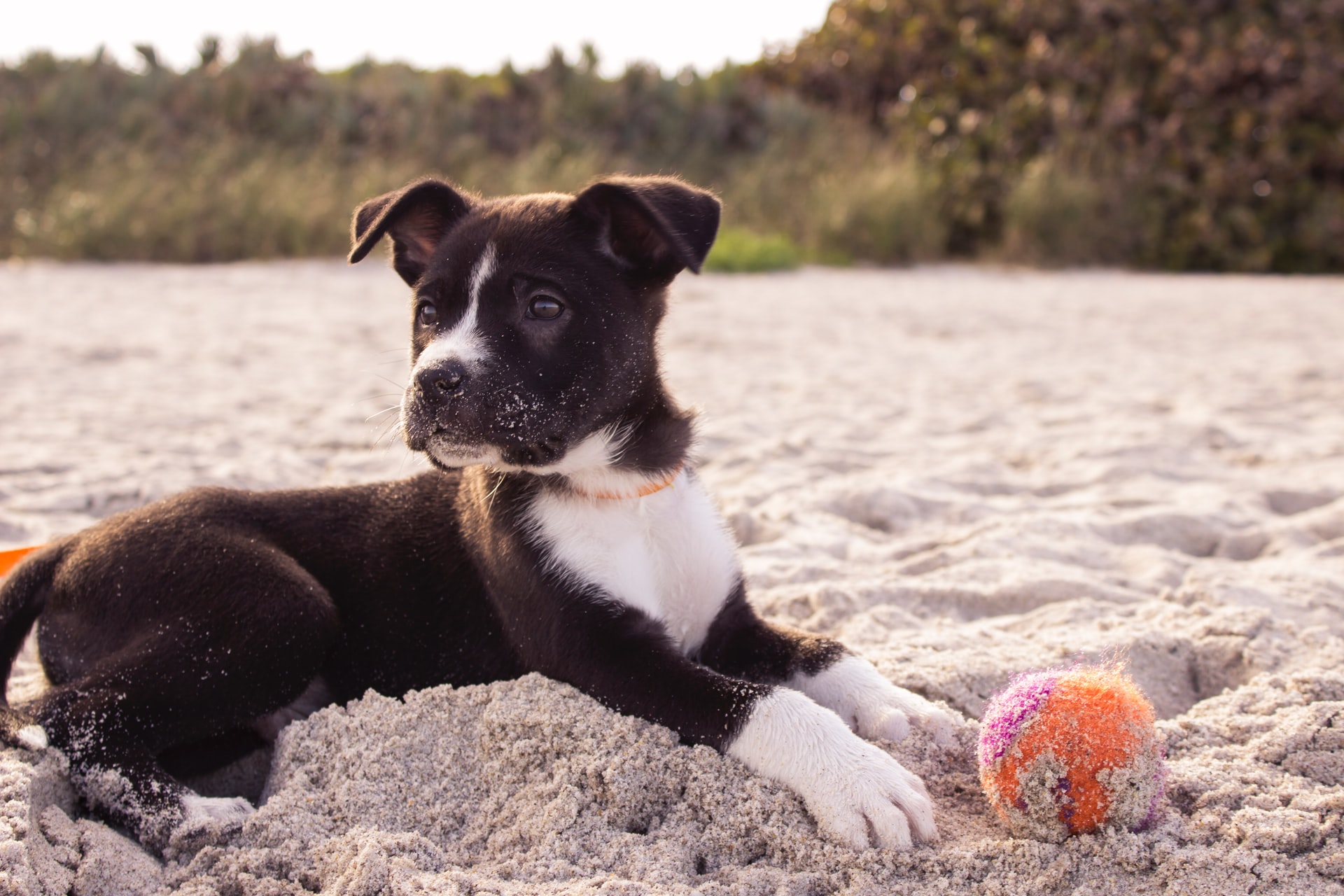 black and white coated puppy