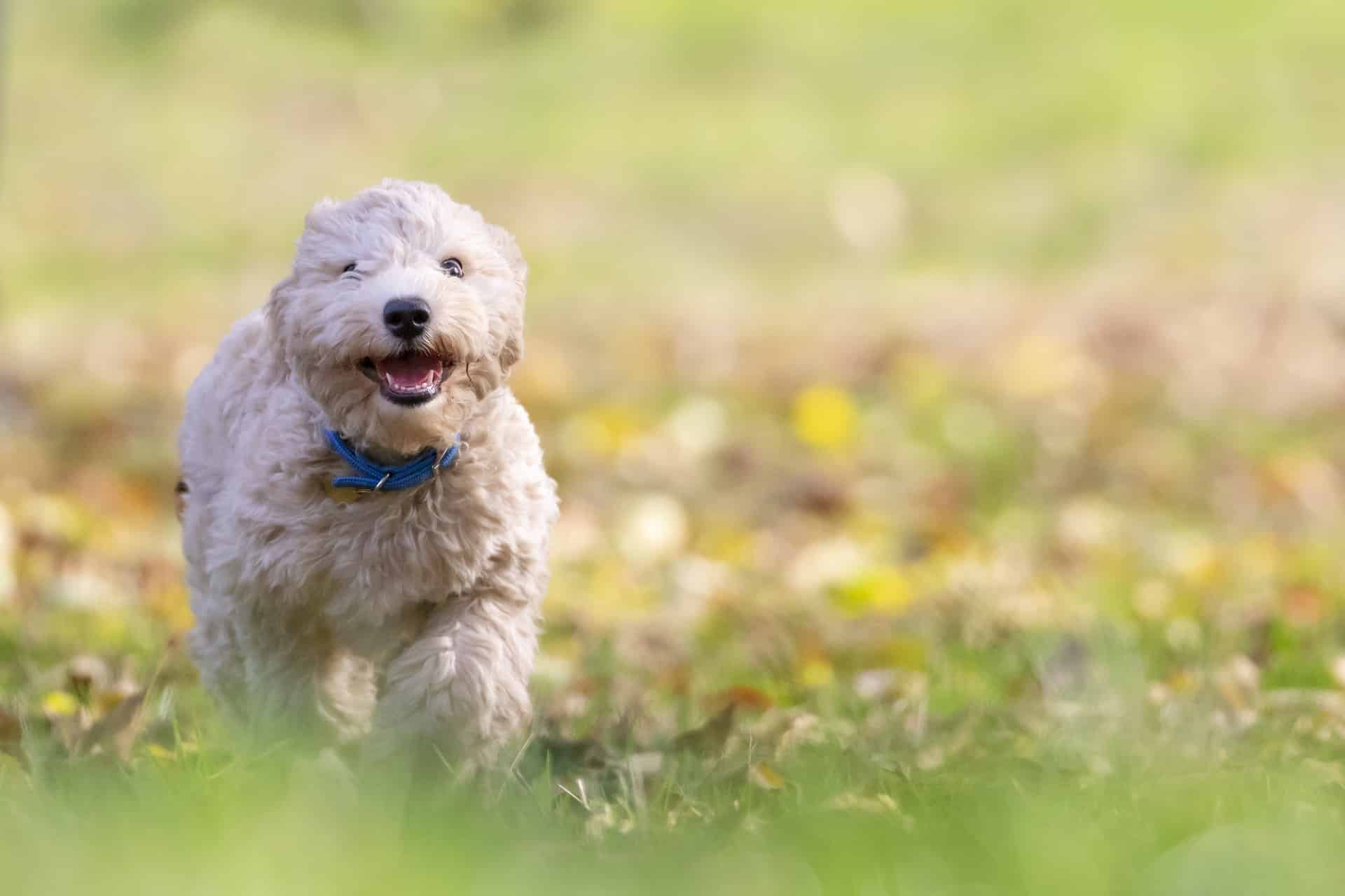 Bichon Frise Bichon Frise