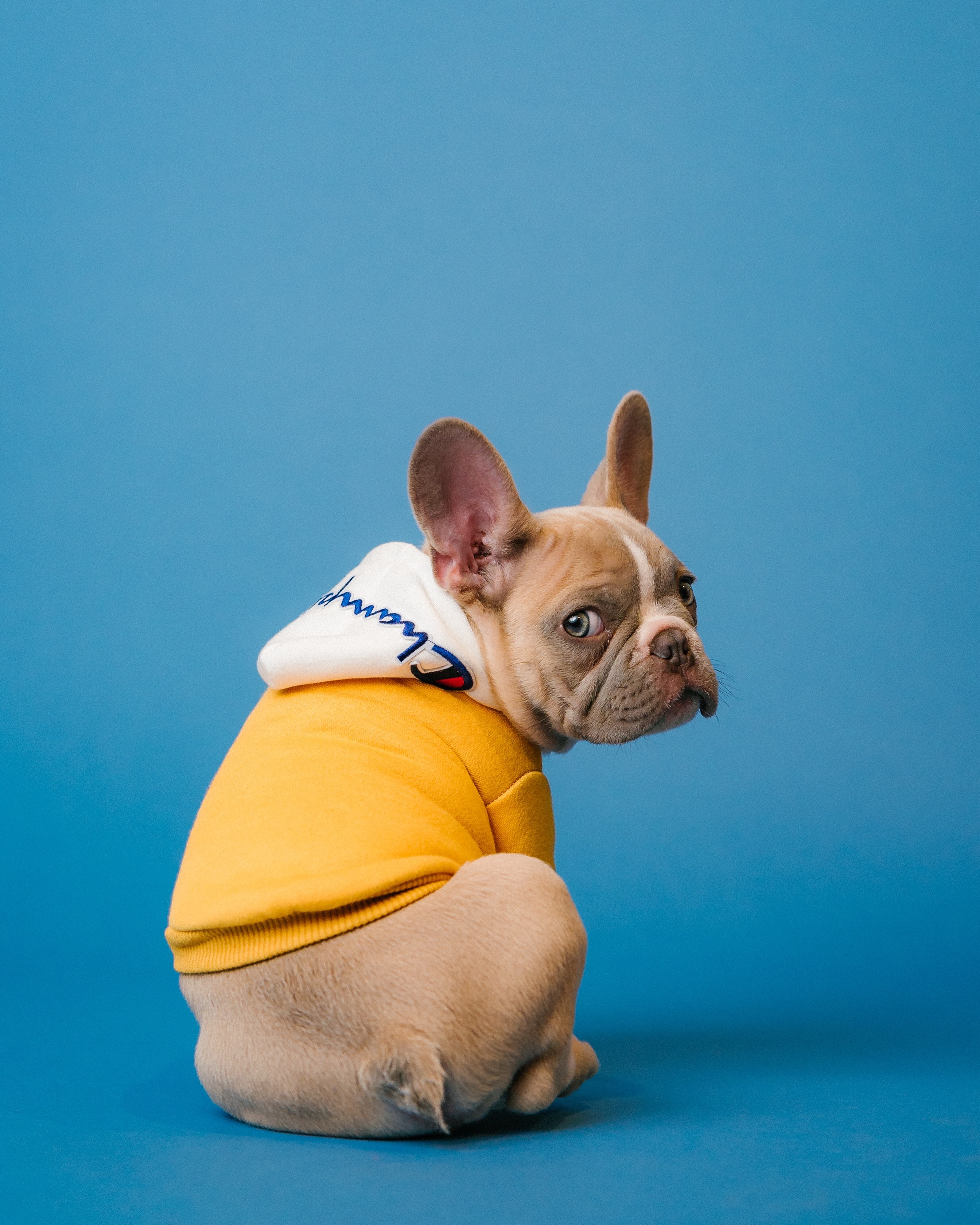 french bull dog in jacket