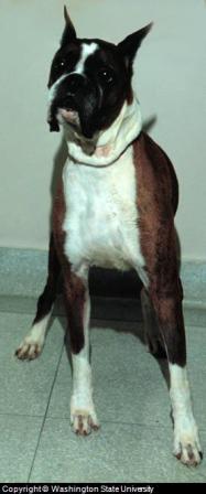 Boxer Dog, Example of Dog with Short and Wide Muzzle Boxer Dog, Example of Dog with Short and Wide Muzzle