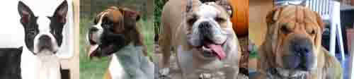 Brachycephalic Dog Breeds Brachycephalic Dog Breeds