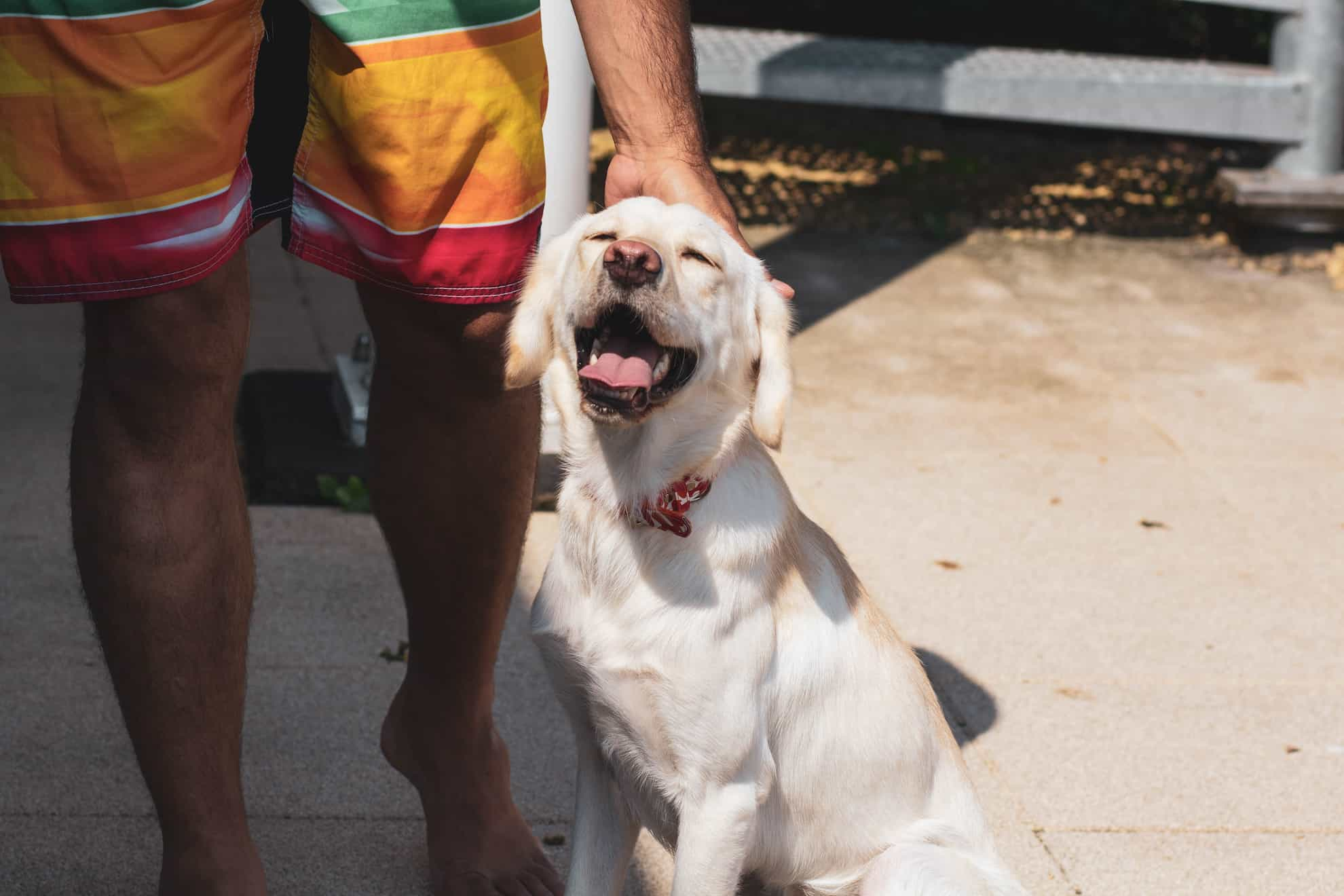 dog with anxious owner