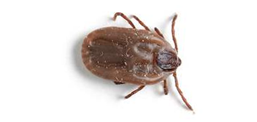 brown dog tick brown dog tick