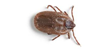 brown dog tick