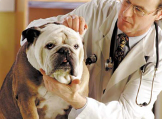Bulldog Health: Vet Exams are Necessary to Catch Problems Early