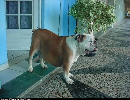 Bulldog Heart Failure Bulldog Heart Failure