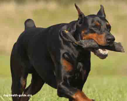 Doberman playing - Dobermans are at risk for congenital heart disease.