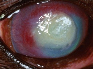 Canine Corneal Ulcer - Example 3