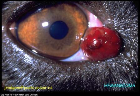 Canine Skin Cancer Symptoms: Hemangioma of the Third Eyelid Canine Skin Cancer Symptoms: Hemangioma of the Third Eyelid