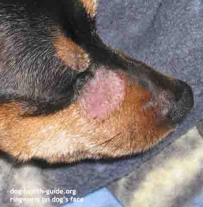canine skin infection
