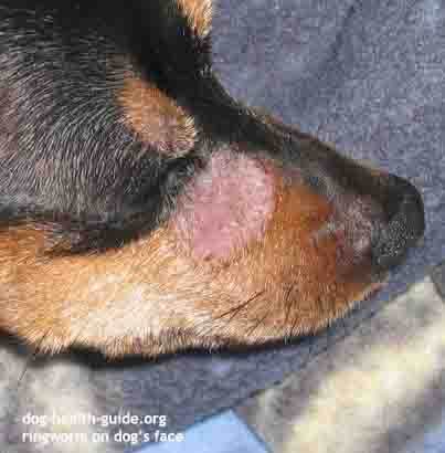 what does a skin infection look like on a dog