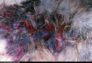 picture of dog pyoderma on skin