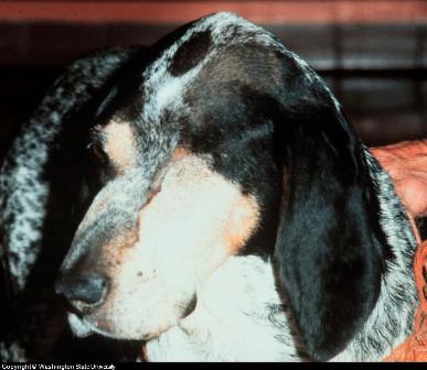 Canine weight loss Canine weight loss
