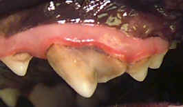 Canine Gingivitis