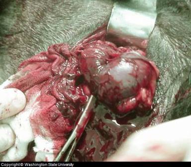 Canine Kidney Failure Symptom: Kidney Removal Surgery May Be Necessary Canine Kidney Failure Symptom: Kidney Removal Surgery May Be Necessary