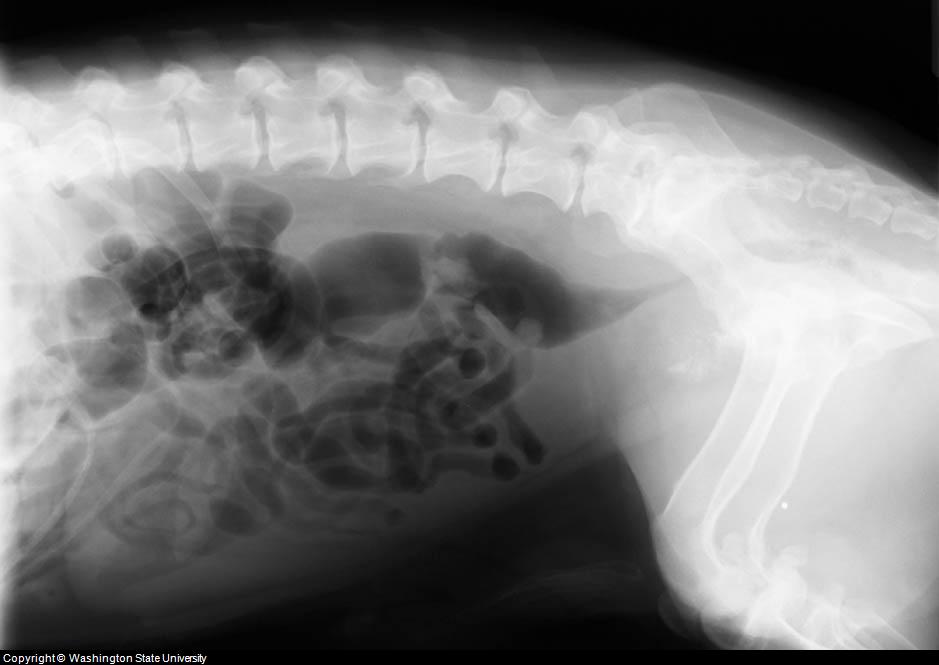 Dog Bone Cancer X-ray Skeletal abnormality in dogs and cats