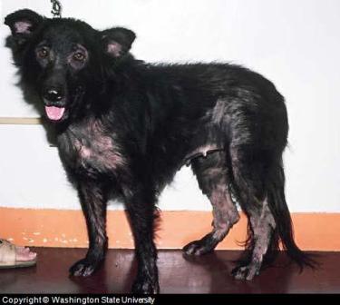 Canine Skin Allergy Canine Skin Allergy