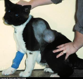 Canine Skin Cancer Symptoms: Akita Pup with Fibrosarcoma