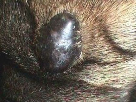 Canine Skin Cyst