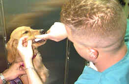 Canine Tooth Brushing