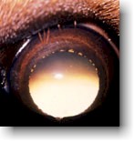 Canine Eyelash Disorders: Distichiasis Canine Eyelash Disorders: Distichiasis