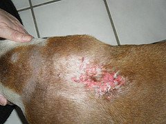 Hypothyroidism Canine Hypothyroidism Canine