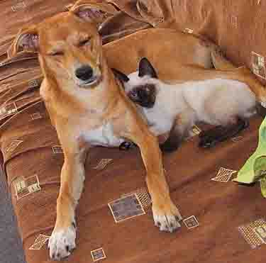 Cats and Dogs Can Live Together Peacefully Cats and Dogs Can Live Together Peacefully