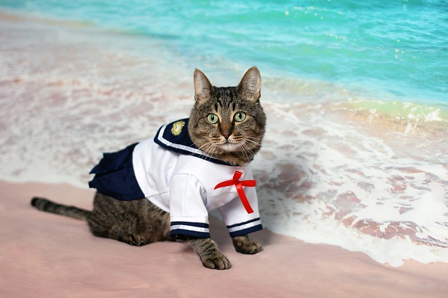 cat wearing shirt at ocean edge
