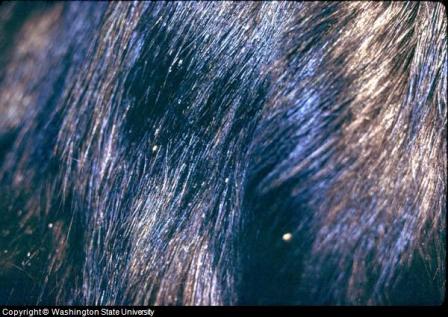 Close-up of Cat Lice and Nits on Cat Hair