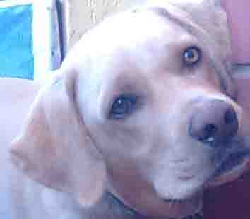 Canine Cataract in Left Eye Canine Cataract in Left Eye