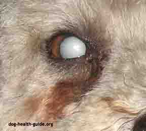 Cataracts in Dogs