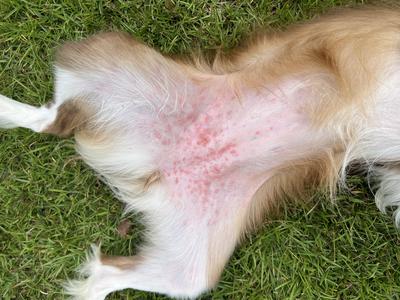 dog heat rash treatment