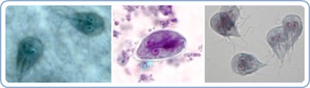 Protozoa causing Giardiasis in Dogs Protozoa causing Giardiasis in Dogs