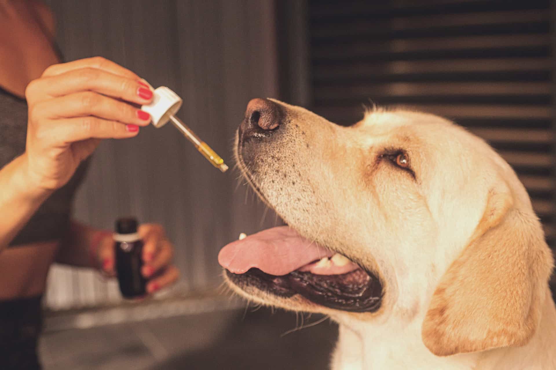 dog taking oral cbd oil