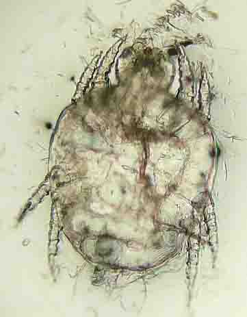 Cheyletiella yasguri mange mite Cheyletiella yasguri mange mite