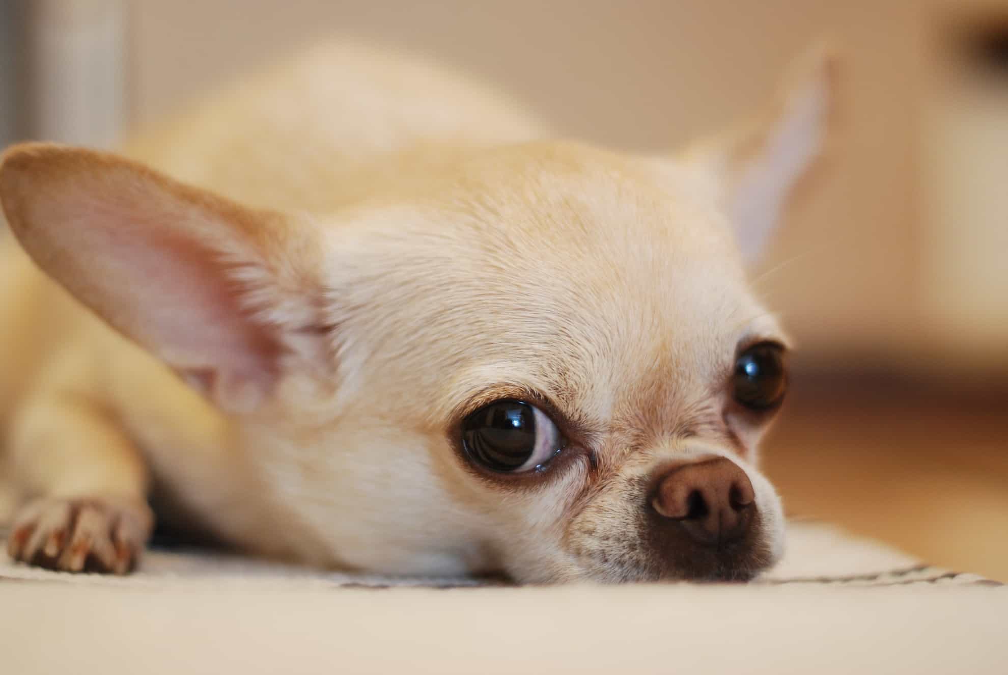 chihuahua chihuahua