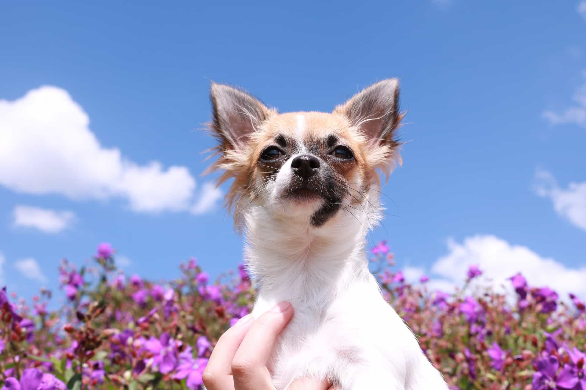 chihuahua puppy