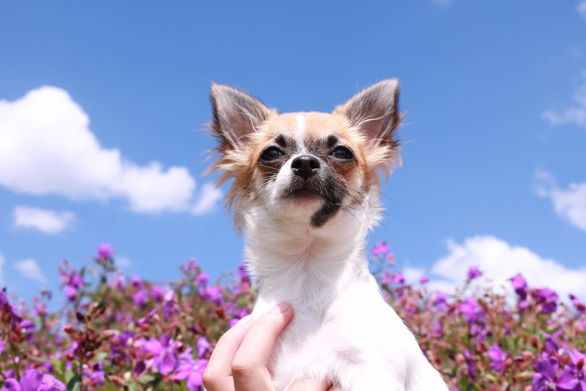 chihuahua puppy chihuahua puppy