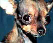 Elderly Chihuahua