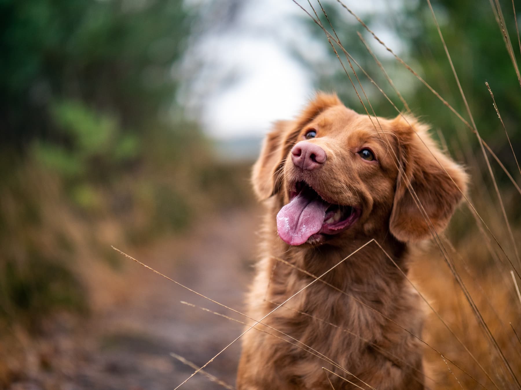 brown labrador retriever dog from a breeder