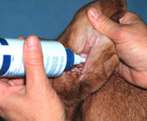 cleaning dog ears - example of applying fluid in ear
