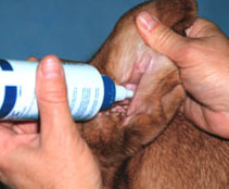 cleaning dog ears - example of applying fluid in ear cleaning dog ears - example of applying fluid in ear