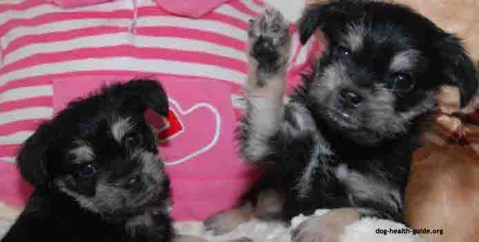 Cloned Dogs Cloned Dogs