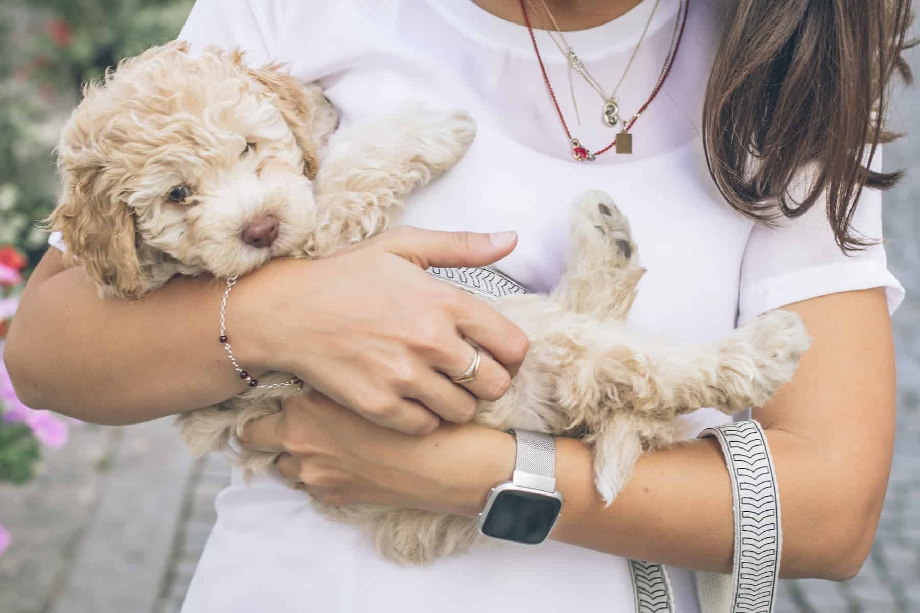 women holding a cockapoo puppy