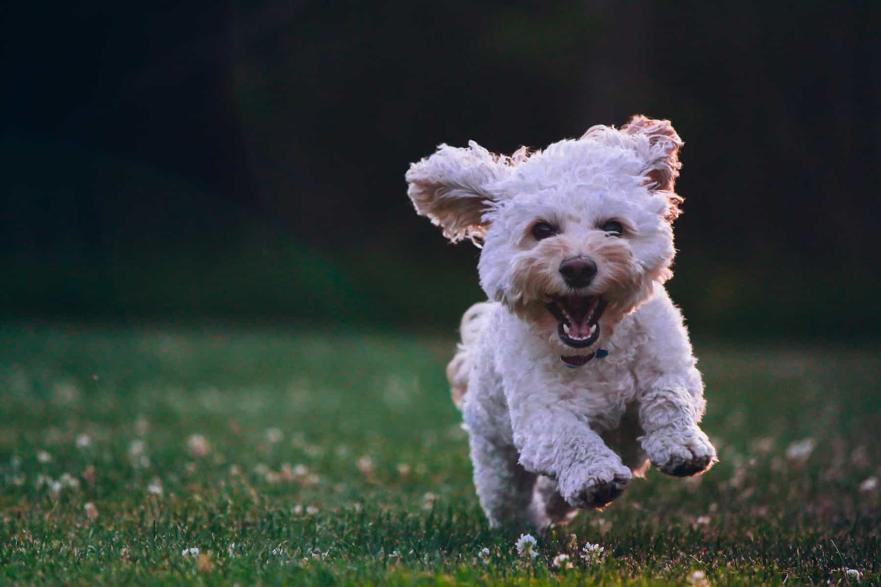 cockapoo puppy running cockapoo puppy running