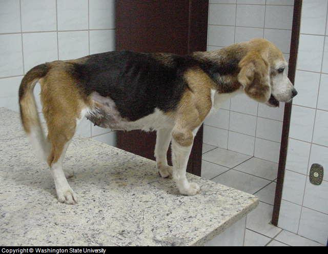 Canine Constipation: Diagnosis Canine Constipation: Diagnosis