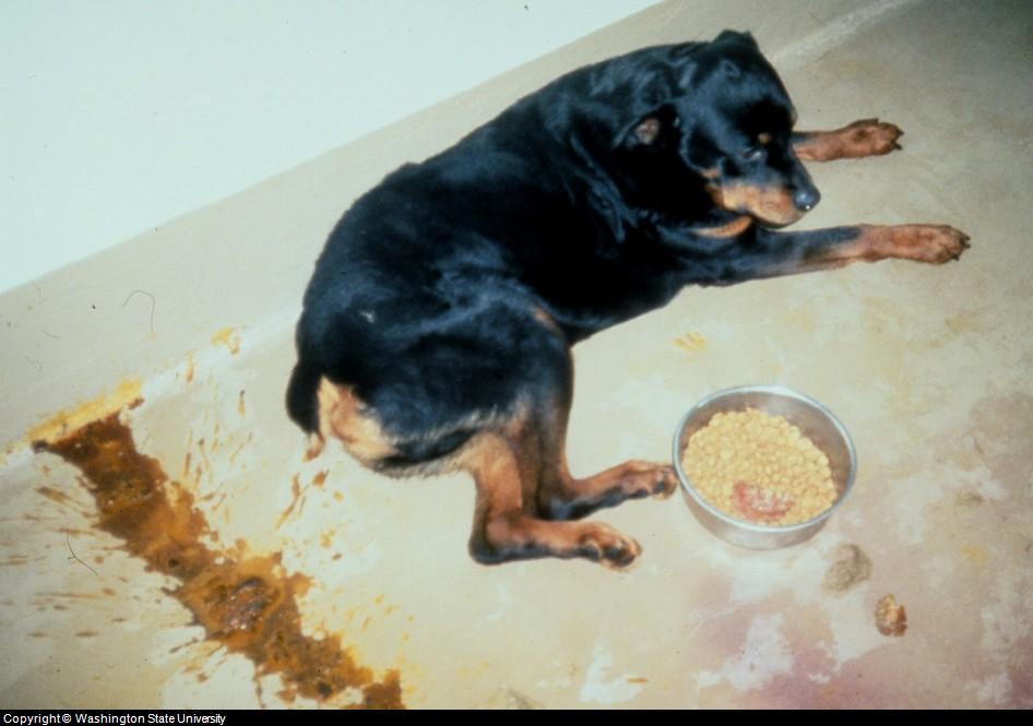 Control Dog Diarrhea - Dog with Diarrhea Due To Salmon Poisoning Control Dog Diarrhea - Dog with Diarrhea Due To Salmon Poisoning